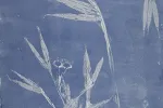 Izložba grafika „Polako” Volje Hapejeve od 2. juna u Petrovcu